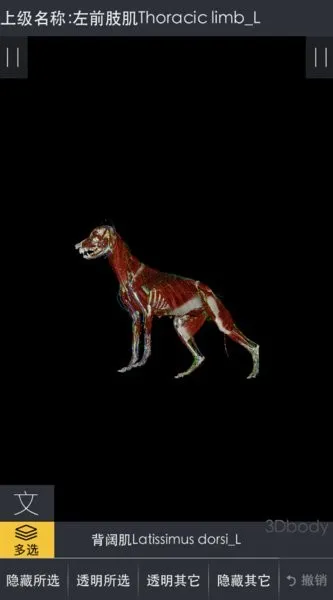 3dbody宠物版免费 3dbody宠物版免费