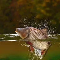 �����ֳ(����֪ʶƽ̨)